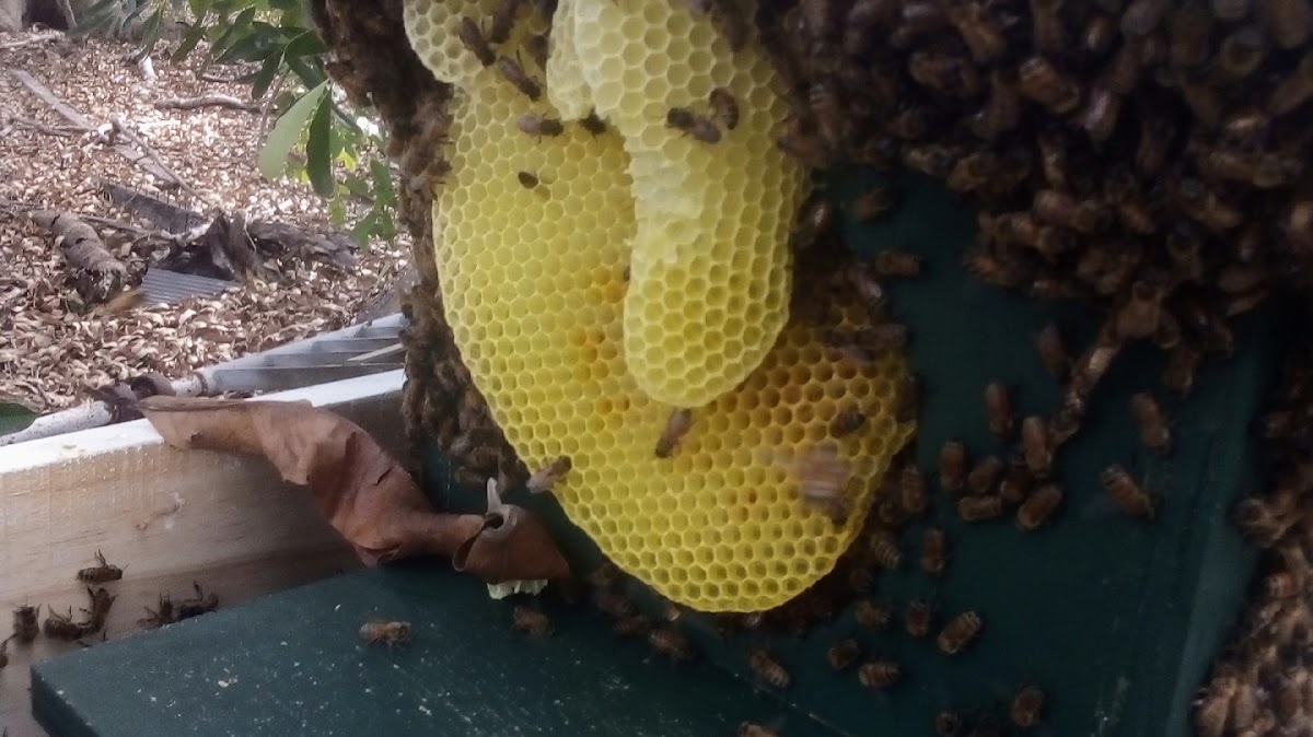 Bee Removal Darwin & Rural (local beekeeper)
