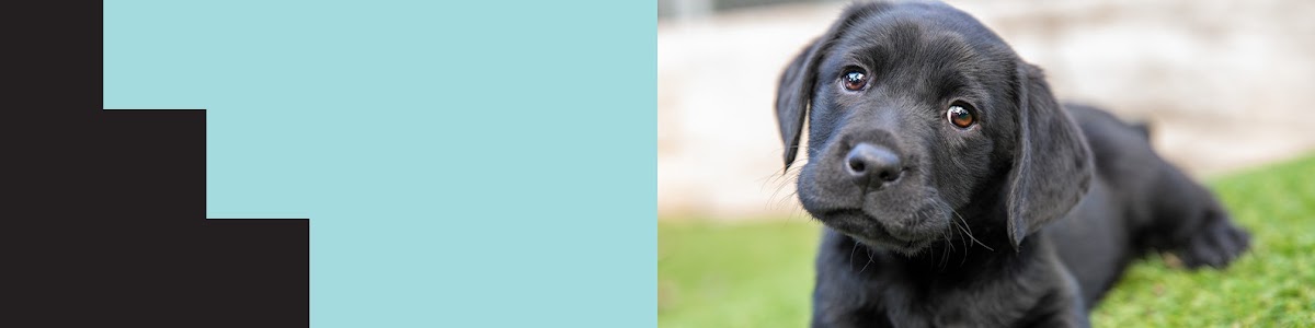 Guide Dogs NSW/ACT - Alstonville Office