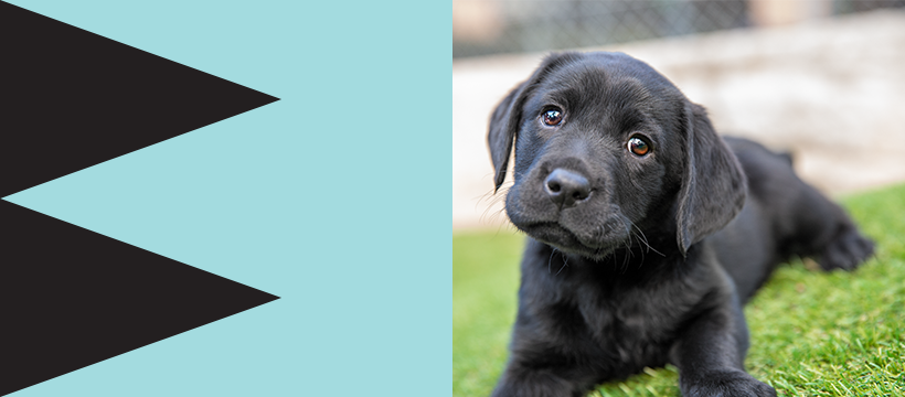 Guide Dogs NSW/ACT - Canberra ACT Office