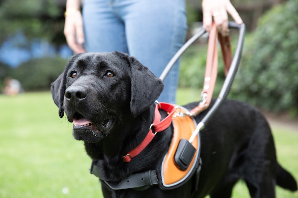 Guide Dogs Queensland