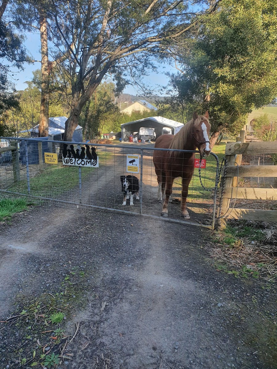 Kps Awesome Paws Farm