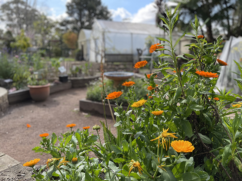 Options Edible Garden
