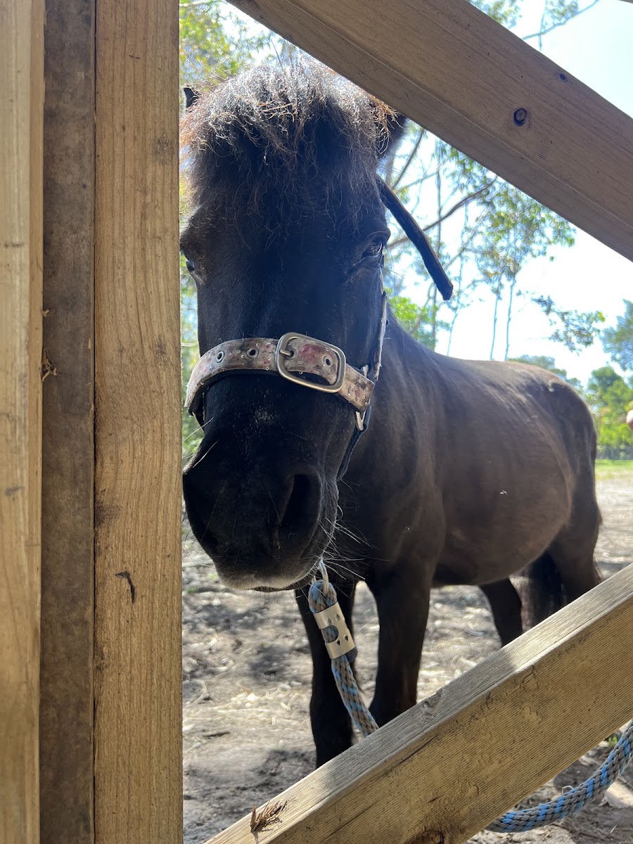 Sheoak - Equine Assisted Therapy