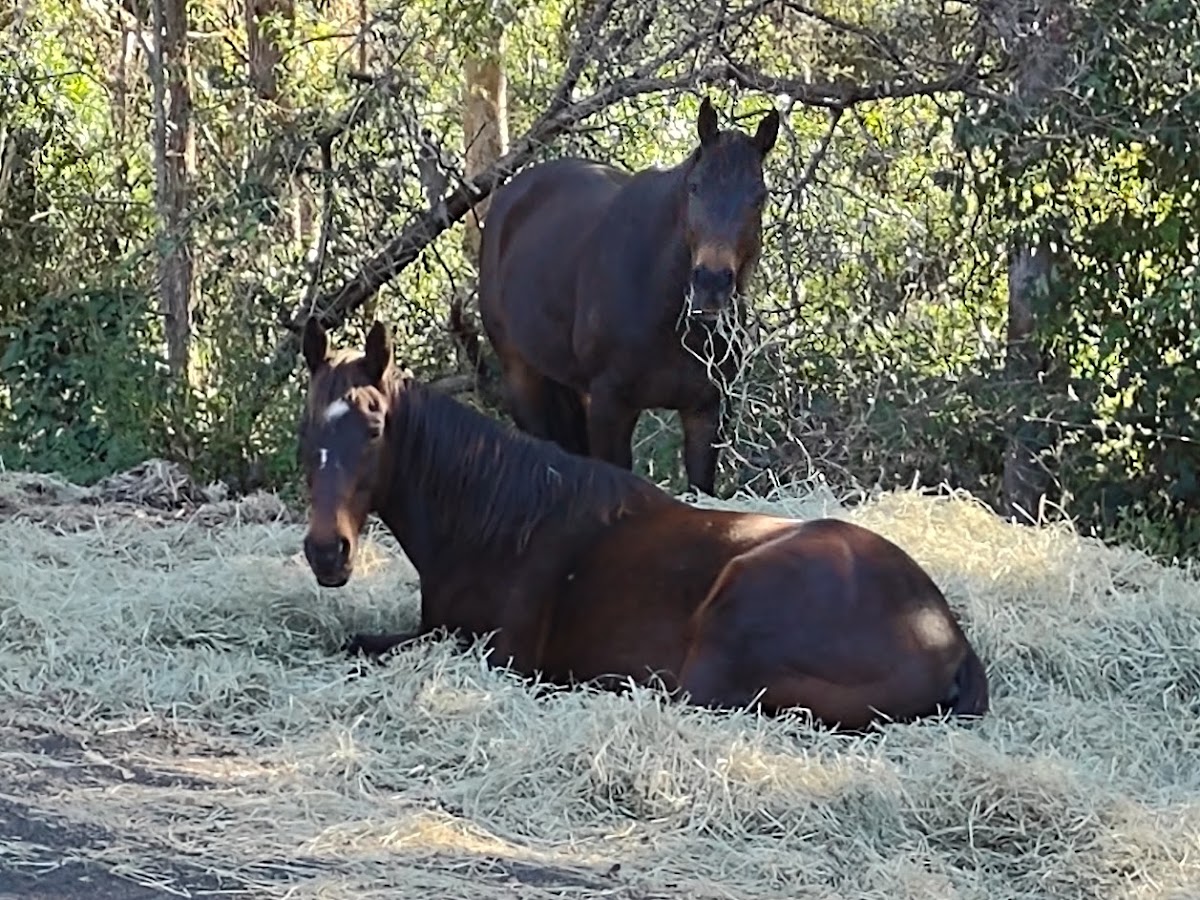 Suzanne Underwood Equine Assisted Therapy